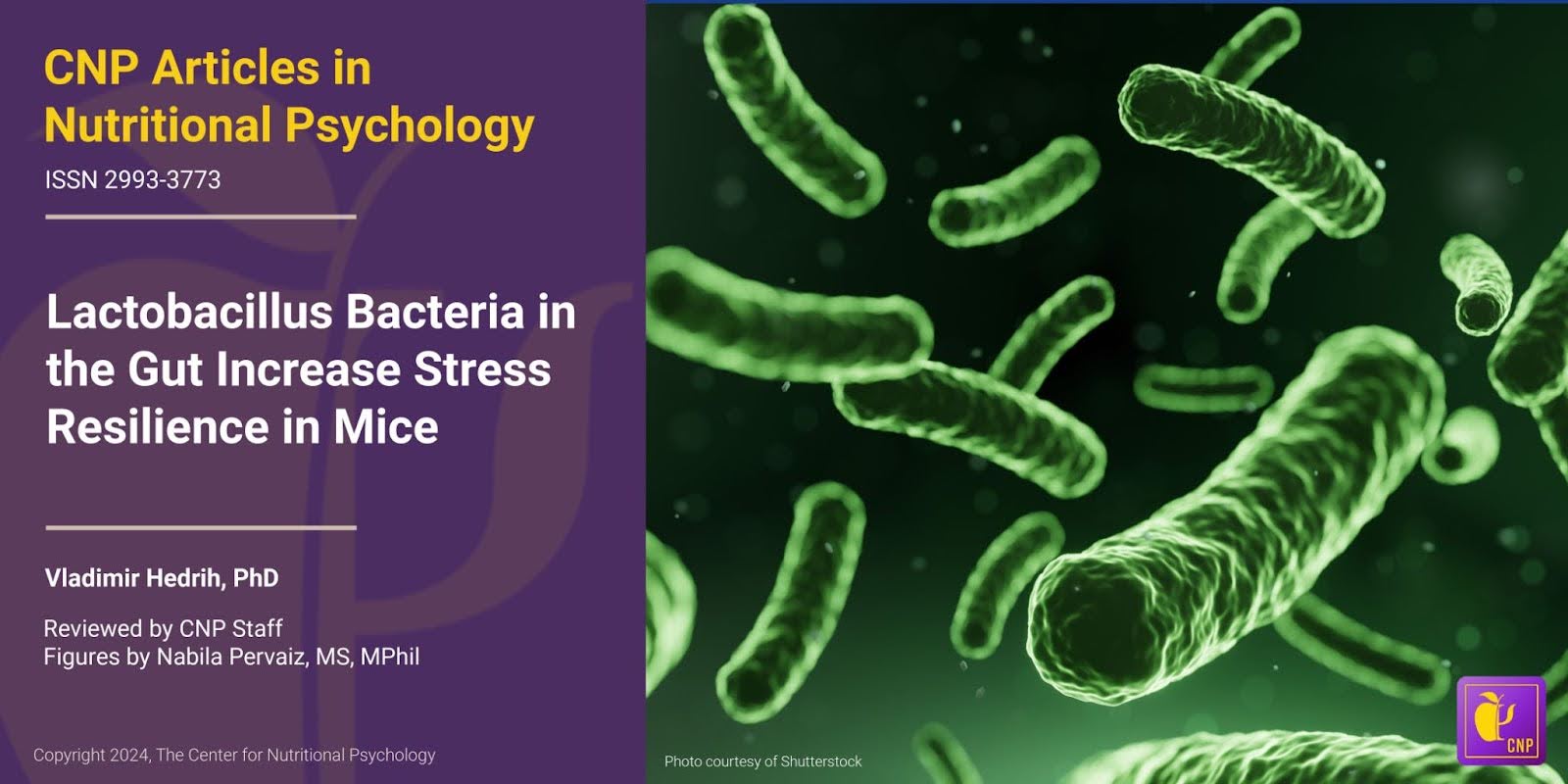 Lactobacillus Bacteria in the Gut Increase Stress Resilience in Mice